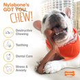thumbnail image 4 of Nylabone Power Chew Bison Bone Alternative Chew Toy Bison Flavor Large, 4 of 8