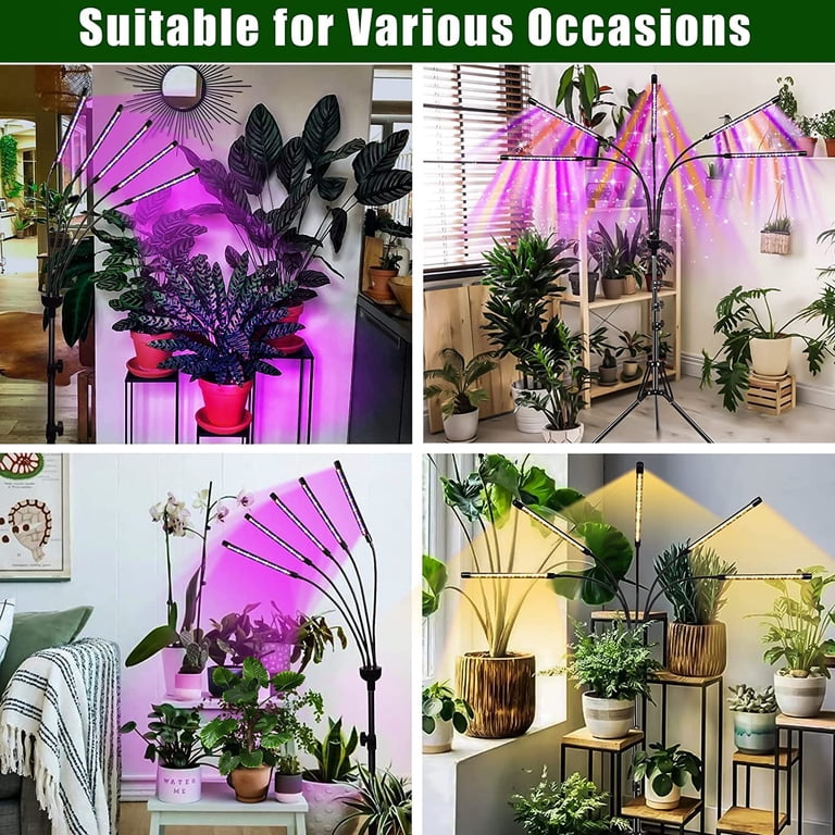 baby dieffenbachia Dieffenbachia Star Bright For Sale, Wholesale Plants main image 1