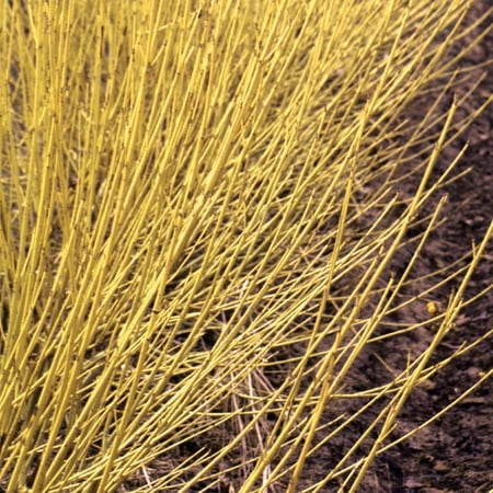 Proven Winners ColorChoice 5" Arctic Fire Yellow Dogwood Live Plant in 4.5" Pot (4 Count)