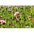 thumbnail image 4 of 1000 PINK & WHITE POPPY Papaver Somniferum Flower Seeds, 4 of 4