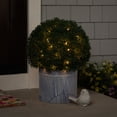 thumbnail image 3 of Northlight 20" Pre-Lit Artificial Boxwood Ball Topiary in Round Pot, Clear Lights, 3 of 8