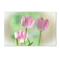 thumbnail image 2 of Trademark Fine Art "Three Pink Tulips" Canvas Art by Lois Bryan, 2 of 4