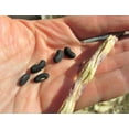 thumbnail image 3 of TomorrowSeeds - You Fong Wong Yard Long Bean Seeds - 30+ Count - For 2025 Planting Black Seeded Pole, 3 of 11
