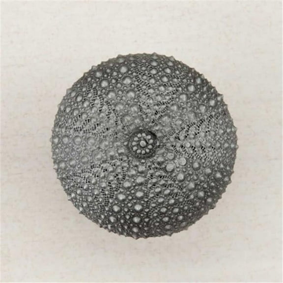 Artisan Collection Sea Urchin Knob, Antique Pewter