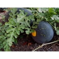thumbnail image 2 of TomorrowSeeds - Moon & Stars Red Watermelon Seeds - 20+ Count - For 2025 Planting Heirloom, 2 of 8