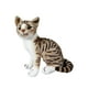 thumbnail image 5 of Toy de peluche de peluche Cat de peluche de gato dibujante de juguetes que acurrucan en una muñeca de gato de peluche coleccionable, largas para gris 20 cm, 5 of 8