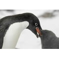 thumbnail image 2 of Morris, Arthur 24x17 White Modern Wood Framed Museum Art Print Titled - Antarctica, Adelie penguin feeding young, 2 of 4
