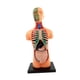 thumbnail image 3 of Modelo de cuerpo humano para niños Modelo de torso humano Modelo de órganos educativos Muñeca de anatomía Modelo humano extraíble, para suministros de, 3 of 10