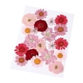 thumbnail image 3 of Flores Prensadas Secas es Plantas , Adornos de Bricolaje para Cajas de Rojo 20 piezas Zulema flores secas reales naturales, 3 of 8