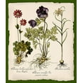 thumbnail image 2 of Lavoie, Tina 12x13 Black Ornate Wood Framed with Double Matting Museum Art Print Titled - Botanica Nostalgia II, 2 of 4