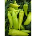 thumbnail image 2 of TomorrowSeeds - Hungarian Hot Wax Pepper Seeds - 300+ Count - For 2026 Planting 15,000 Scoville, 2 of 11