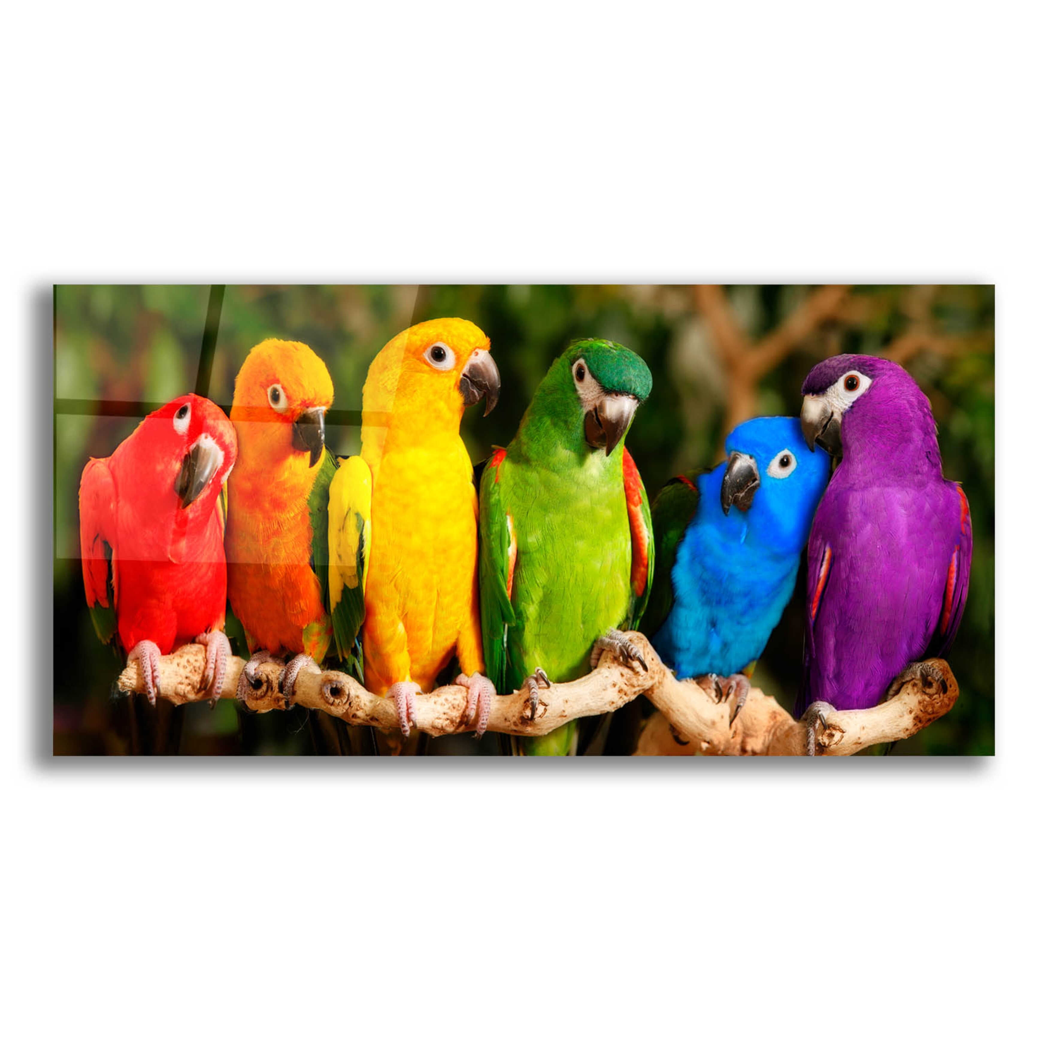 Rainbow Parrots Multicolor Canvas Wall Art 12" x 24"