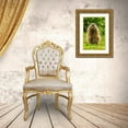 thumbnail image 3 of Jaynes Gallery 11x14 Gold Ornate Wood Framed with Double Matting Museum Art Print Titled - Minnesota-Pine County Adult woodchuck eating, 3 of 4