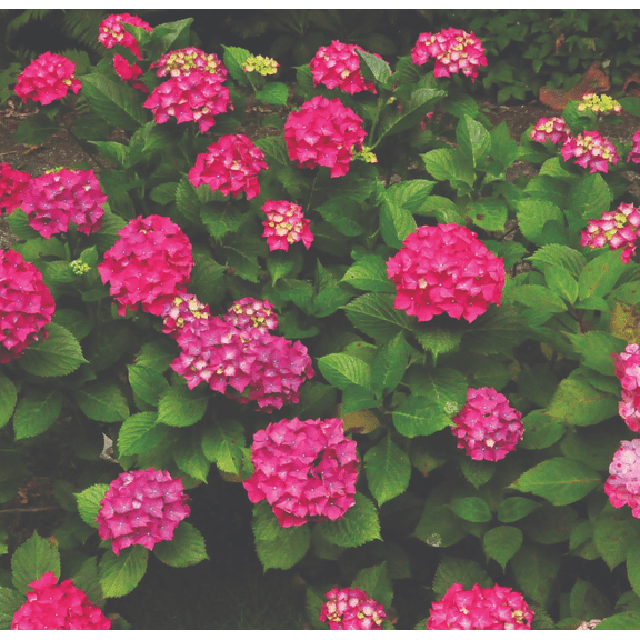 Glowing Embers Hydrangea macrophylla - Excellent Bloomer - Quart Pot
