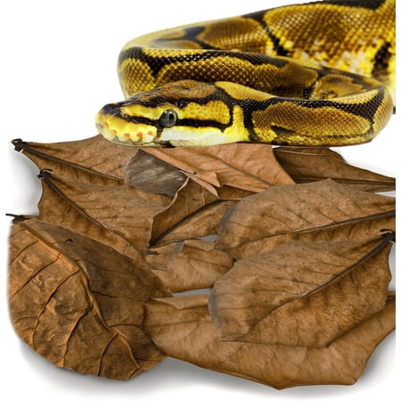 Leaf Litter for Snakes, 10 Pcs Medium Indian Almond Catappa Leaves Substrate Maintain Humidity in Corn Snake and Ball Python Terrarium, 4-7 Inches, Reptile Tank Decor Accessories