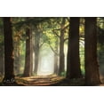 thumbnail image 2 of Podt, Martin 18x13 White Modern Wood Framed Museum Art Print Titled - Fresh Green Forest, 2 of 4