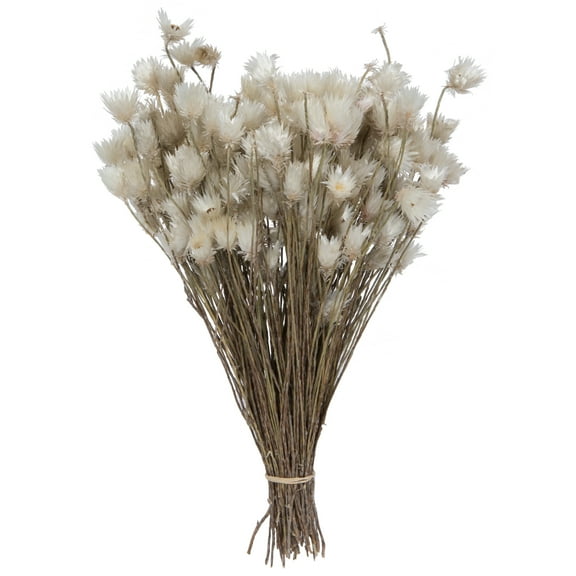 Vickerman Natural Botanicals 14" x 5" Everlasting Shiny White (hammer) 60 grams per unit