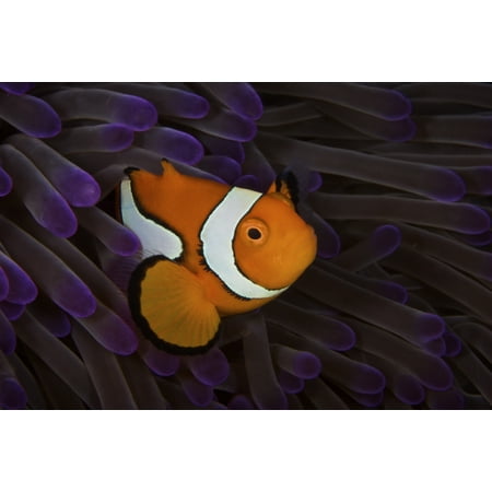 False Ocellaris Clownfish in its host anemone Papua New Guinea Poster (Best Anemone For Clownfish)