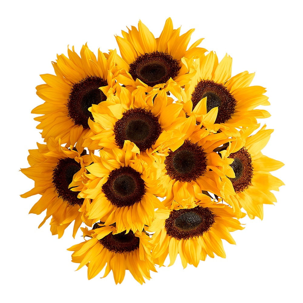 1800 Flowers - Sunflower Bouquet Only: 10 Yellow Sunflowers Decorative