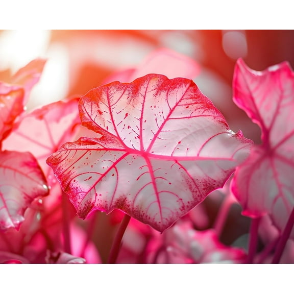 Florida Sweetheart Caladium Bulbs for Planting - Perennial Hosta, Elephant Ears, Fancy (10 Bulbs)