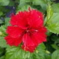 *PRIDE OF HANKINS RED* Rooted Tropical Hibiscus Starter Plant*Triple