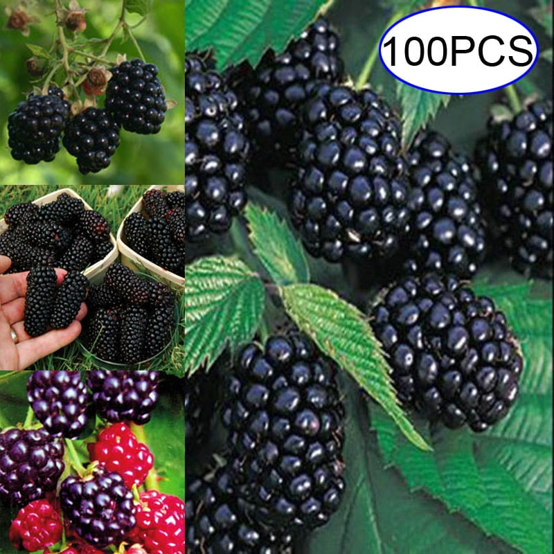 BlackBerry Seeds BlackBerry Seeds,KimcHisxXv 100Pcs BlackBerry Tree Seeds Nutritious Home Garden Bonsai Raspberry Fruit Plant