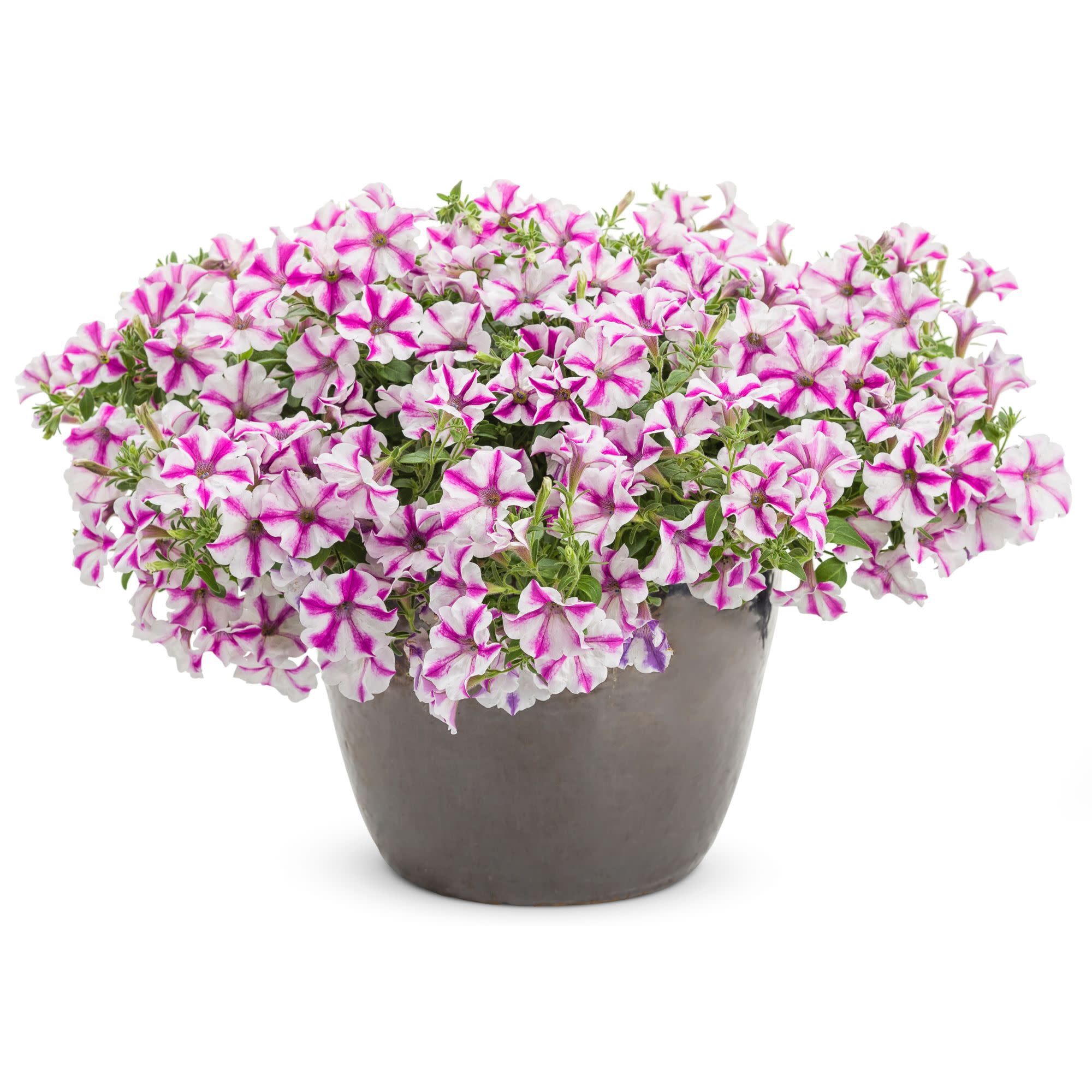 Proven Winners 4" Pink Supertunia Lovie Dovie Petunia Live Plant in 4.25" Pot (4 Count)