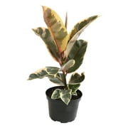 ELEMENT BY ALTMAN PLANTS 6" Ficus Tineke, Variegated Rubber Plant, Real Ficus Tree, Indoor Garden Greenhouse Plant Room Decor Office Plants Live Real Plants Indoor Live Plants Live Houseplants
