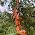 thumbnail image 3 of Guirnalda de Hojas de Otoño YONGSHENG 67 pies de Tela de Seda Artificial, 3 of 5