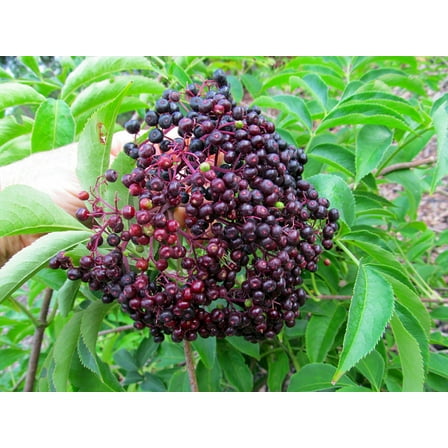 Bob Gordon Elderberry Perennial Shrub - Sambucus - 3.25" Pot