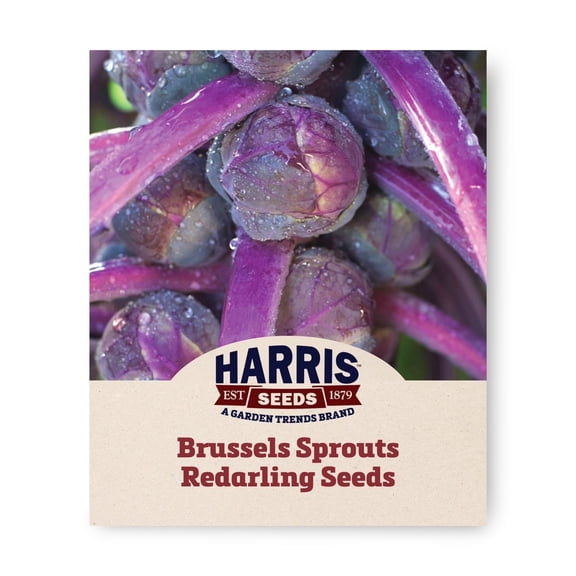 Harris Seeds Redarling F1 Brussels Sprouts, Red-Purple Sprouts for Garden and Market Harvests, Treated, 50 Count