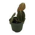 thumbnail image 3 of Philodendron melanochrysum Black Gold - 4" Pot - Collector's Series, 3 of 3