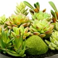thumbnail image 5 of K-Cliffs Large Round Ceramic Minimalistic Faux Succulent Planter with Moss Cactus Aloe Vera | Easy Care  | Color; Black, 5 of 5