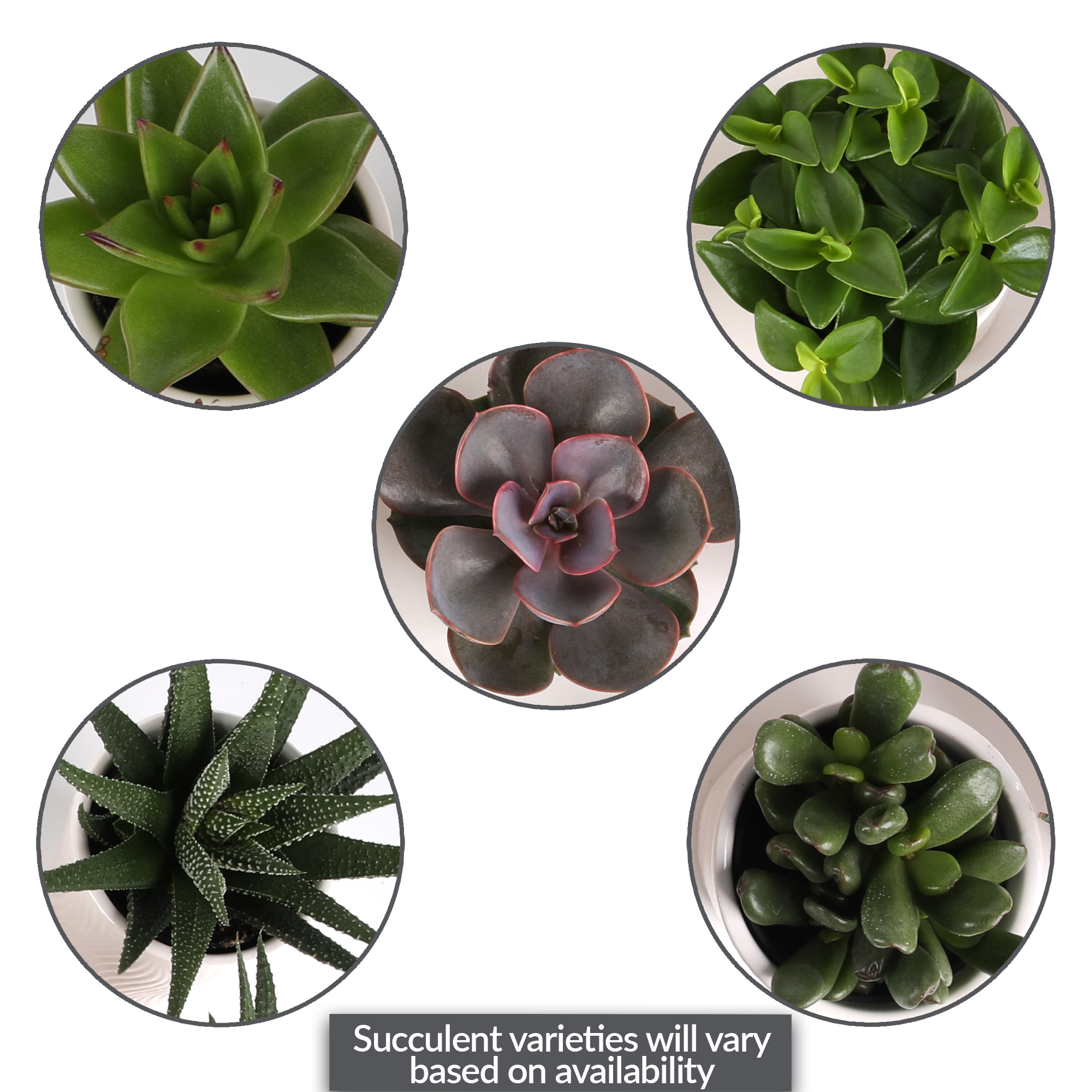 Wild Interiors 20-Pack Mini Succulents Live Plant Party Favors, 4-5" Height in 2.5" Diamter White Ceramic, House Plant