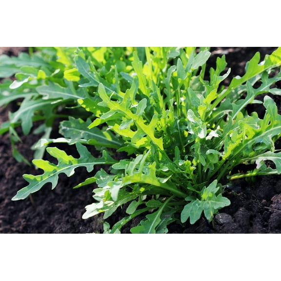 2000 Seeds ARUGULA Eruca Vesicaria Sativa Greens Vegetable Seeds