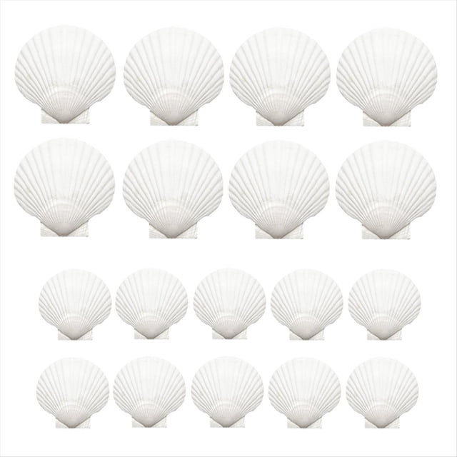 18 Conchas de Vieira Naturales, Conchas Blancas A Granel para Manualidades, Pintura, Repostería y para el Verano en la Playa, Bodas y el Hogar.