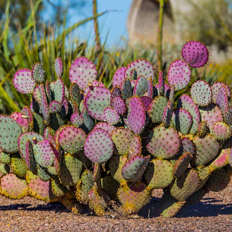 Purple Prickly Pear Cactus Plant Live, 6-8 Inch Tall, Pear Cactus Live Plant For Growing Indoor Outdoor