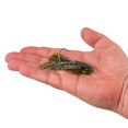 thumbnail image 4 of Kit de cebo blando para pesca Berkley Slobberknocker y PowerStinger, 4 of 5