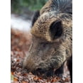 thumbnail image 2 of Zwick, Martin 25x32 White Modern Wood Framed Museum Art Print Titled - Wild boar during winter in high forest Bavarian Forest National Park Germany-Bavaria, 2 of 4