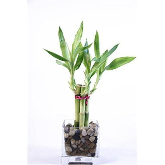 Athenas Garden  Good Health Bamboo Arrangement - 4in. Glass Cube with Polished Rocks