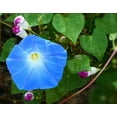 thumbnail image 4 of Heavenly Blue Morning Glory Flower/Perennial/Full Sun/40 Seeds 2 Grams/Zellajake Farm and Garden - B277, 4 of 5