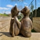 thumbnail image 5 of Citas Adornos De Gatos Gatos Enamorados Jardín Gatos Resina Artesanía Hogar Sala De Estar Jardín Decoraciones Eigraketly HA038439-00, 5 of 6