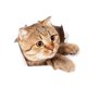 thumbnail image 1 of Wdftyju Calcomanías removibles autoadhesivas impermeables de la etiqueta engomada de la pared del PVC del animal del gato 3D (A Wdftyju 2mc4du2ep0mj7ud9D01, 1 of 9