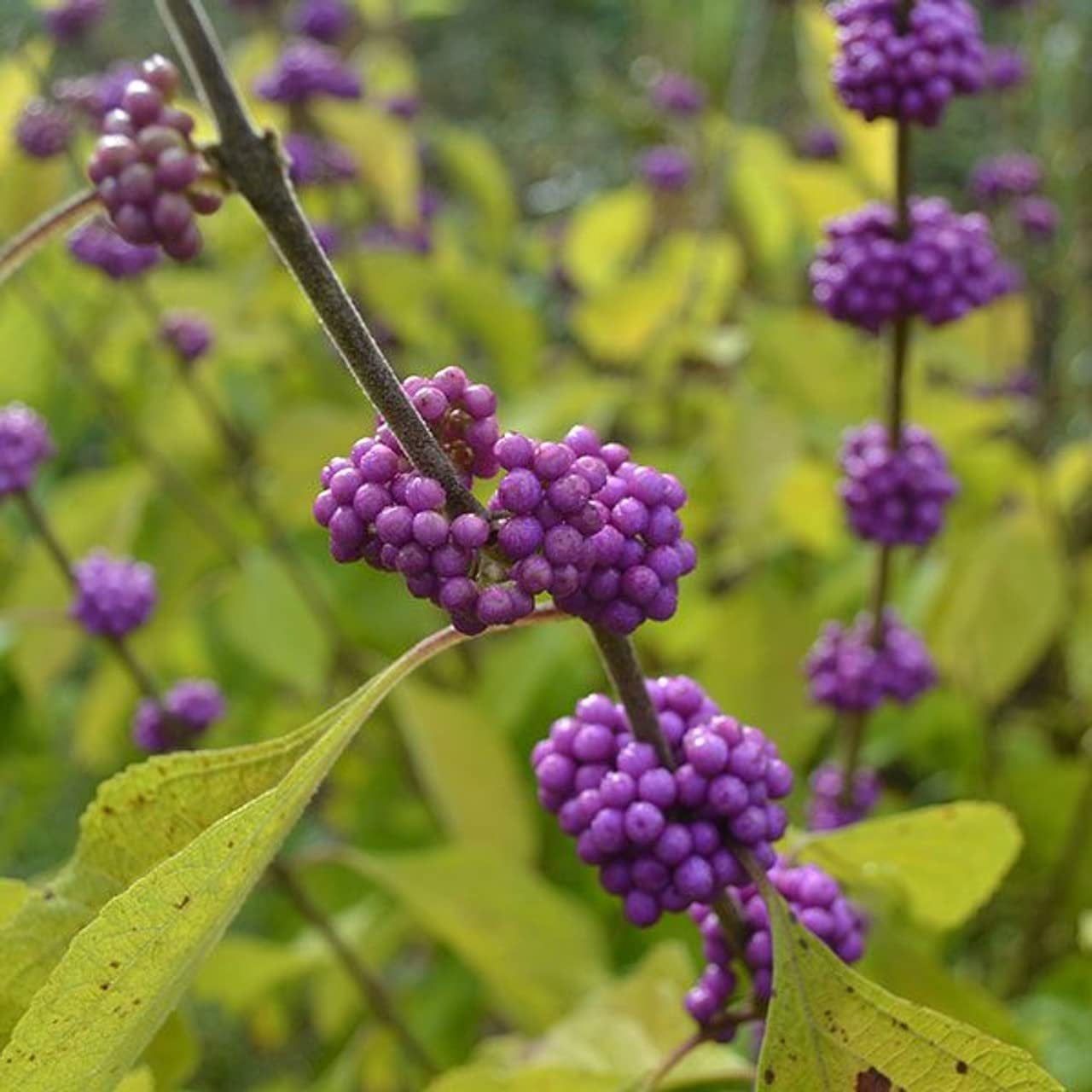 American Beautyberry  20 Live Plants  Callicarpa Americana  Bird Attracting Beautiful Berries and Foliage