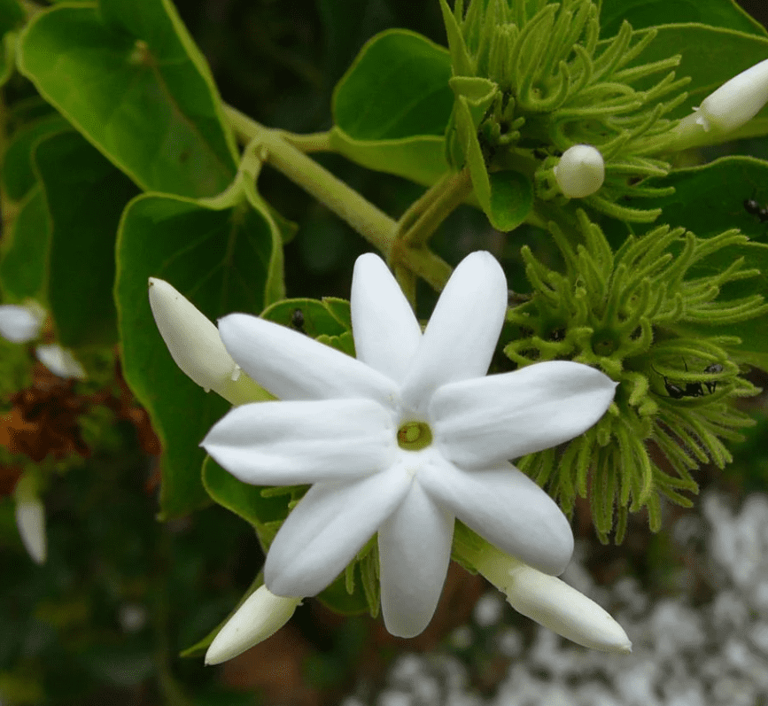 Downey Jasmine Plant Live, 4-8 Inches, Fragrant Jasmine Flower Vine for Planting