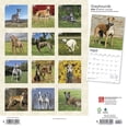 thumbnail image 2 of Greyhounds | 2024 12x24" (Hanging) Square Wall Calendar | BrownTrout, 2 of 8