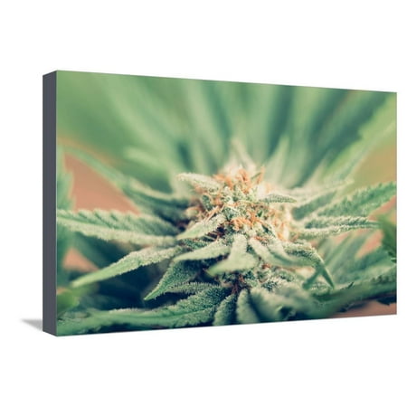Cannabis Flowering Stretched Canvas Print Wall Art By