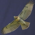 thumbnail image 3 of CafePress - Soaring Red Tail Hawk Long Sleeve Dark T Shirt - Long Sleeve Dark T-Shirt, 3 of 4