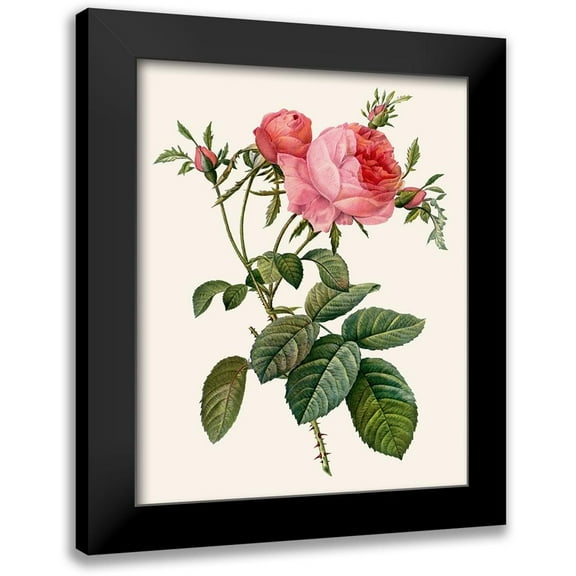 Redoute, Pierre 12x14 Black Modern Framed Museum Art Print Titled - Redoutes Rose II