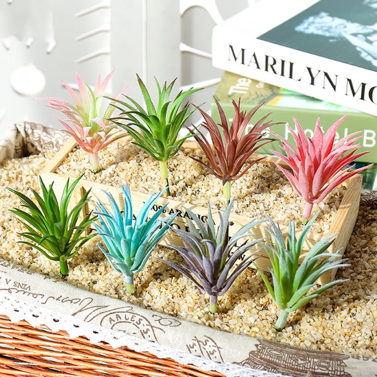 string of buttons succulent String of Buttons - Crassula Perforata - 2 inch